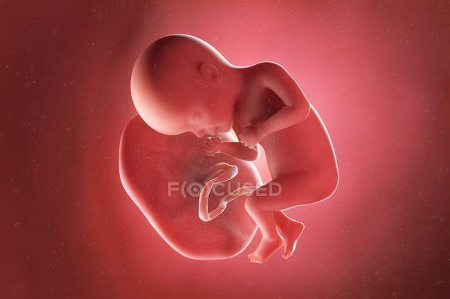 Foetus humain à la semaine 27, illustration par ordinateur . — Photo de stock