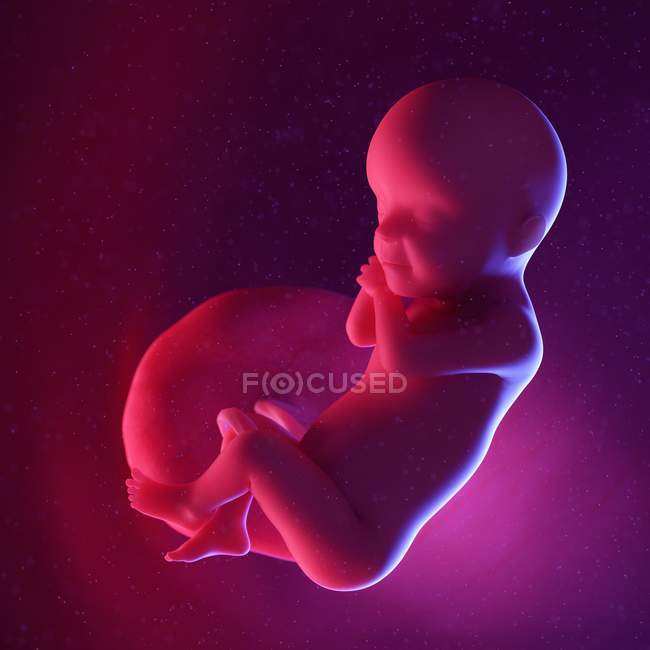 Людський плід на 30-му тижні, багатокольоровий цифровий приклад. — стокове фото