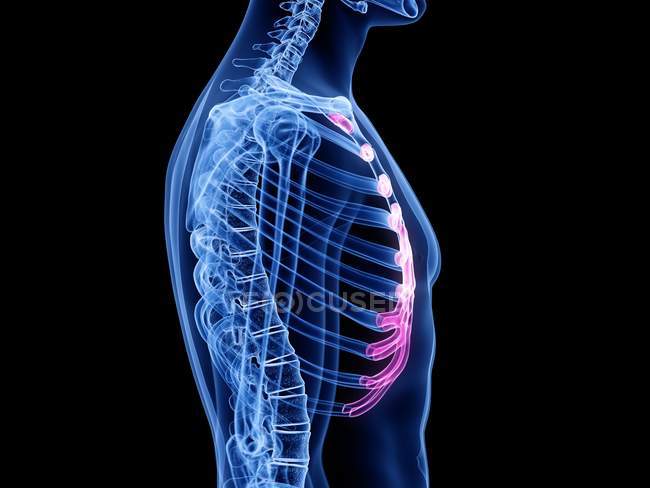 Transparent male silhouette with colored costal cartilage, computer illustration. — Stock Photo