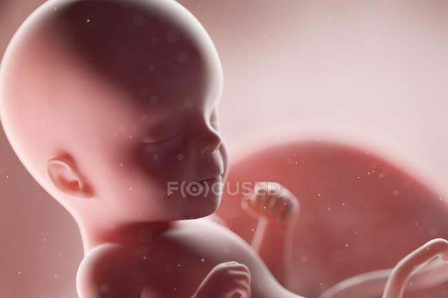 Fœtus humain réaliste à la semaine 26, illustration par ordinateur . — Photo de stock