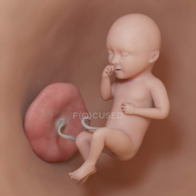Foetus humain à la semaine 34, illustration numérique réaliste . — Photo de stock