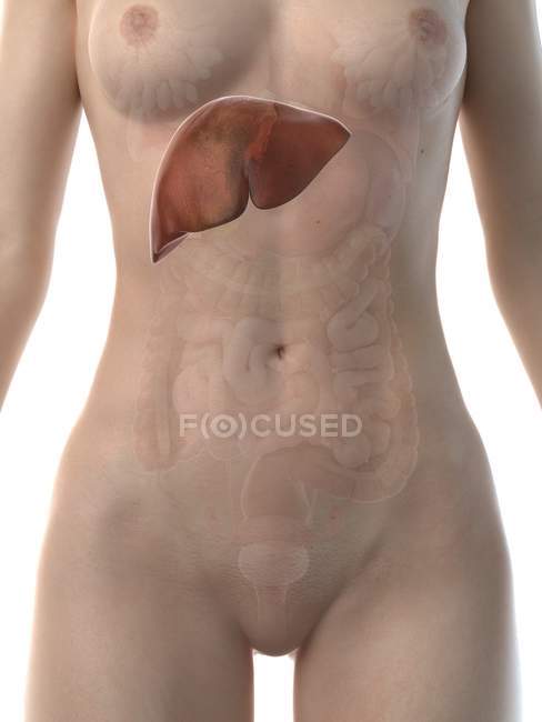 Female anatomical figure with detailed liver, computer illustration. — Stock Photo
