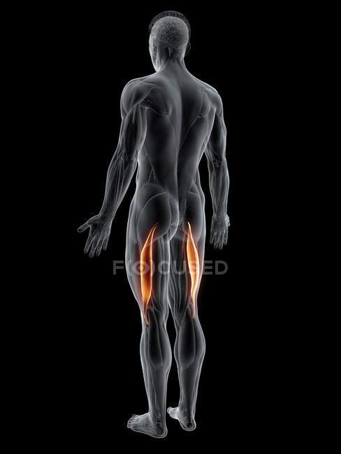 Cuerpo masculino abstracto con músculo largo bíceps femoral detallado, ilustración por ordenador . - foto de stock
