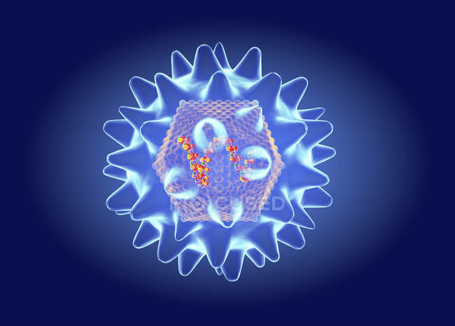 Hanta virus structure, digital illustration. — стокове фото