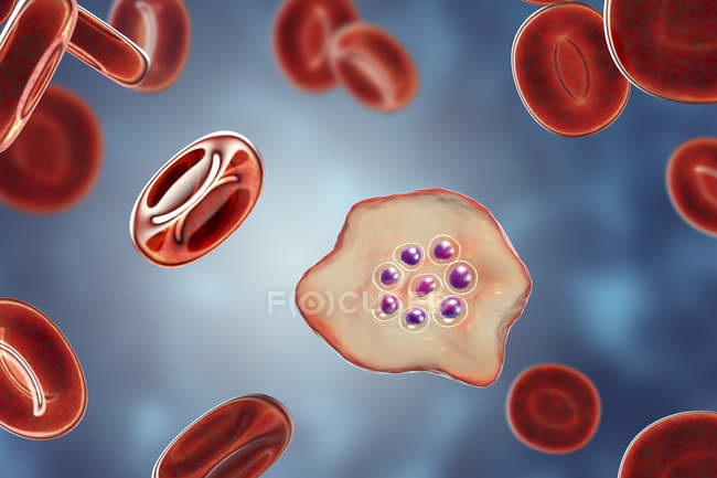 Plasmodium ovale protozoan parasite and red blood cell in flow, computer illustration. — Stock Photo