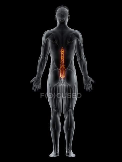 Männlicher Körper mit sichtbarem farbigen Multifidus-Muskel, Computerillustration. — Stockfoto