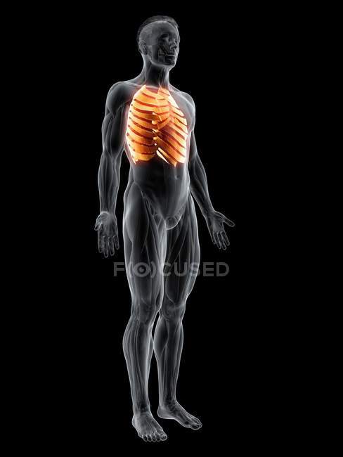 Figura masculina con músculos intercostales resaltados, ilustración digital . - foto de stock