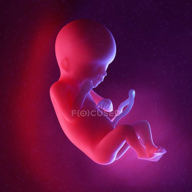 Foetus humain à la semaine 19, illustration numérique multicolore . — Photo de stock
