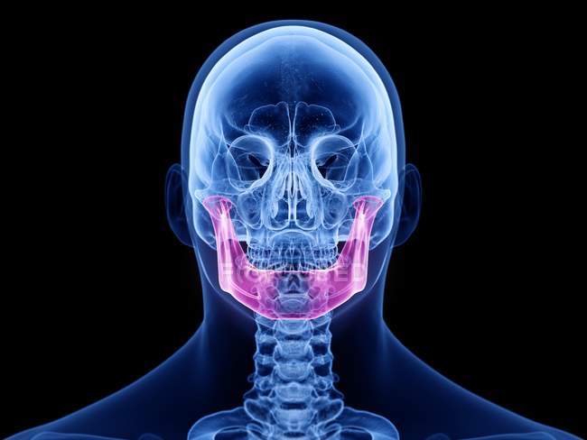 Osso della mascella nel corpo umano trasparente, illustrazione del computer . — Foto stock