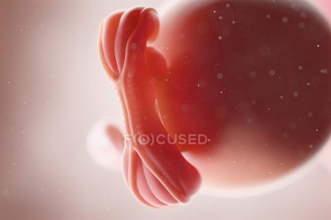 Fœtus humain réaliste à la semaine 5, illustration par ordinateur . — Photo de stock