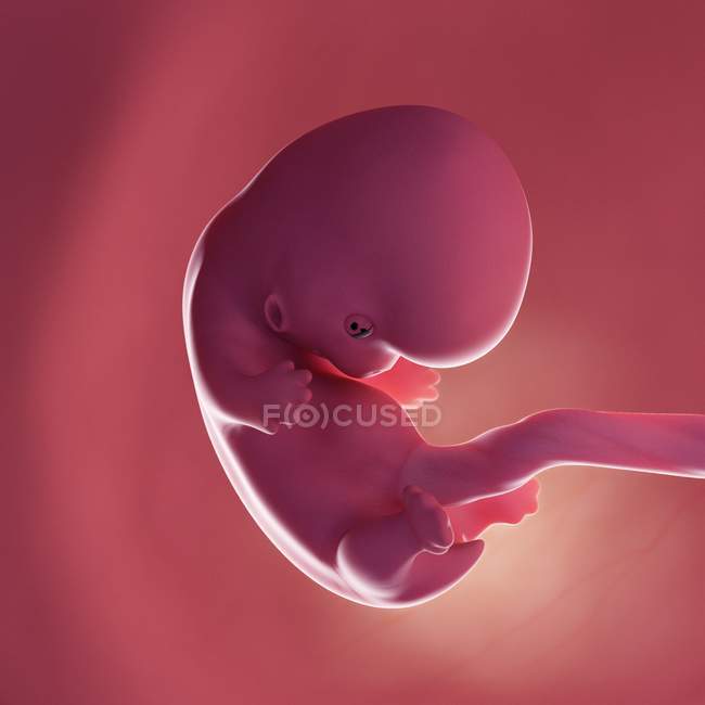Fœtus humain à la semaine 8, illustration numérique réaliste . — Photo de stock