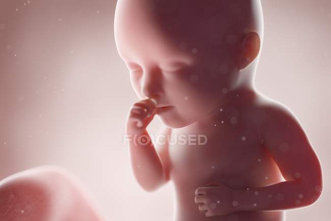 Fœtus humain réaliste à la semaine 34, illustration par ordinateur . — Photo de stock