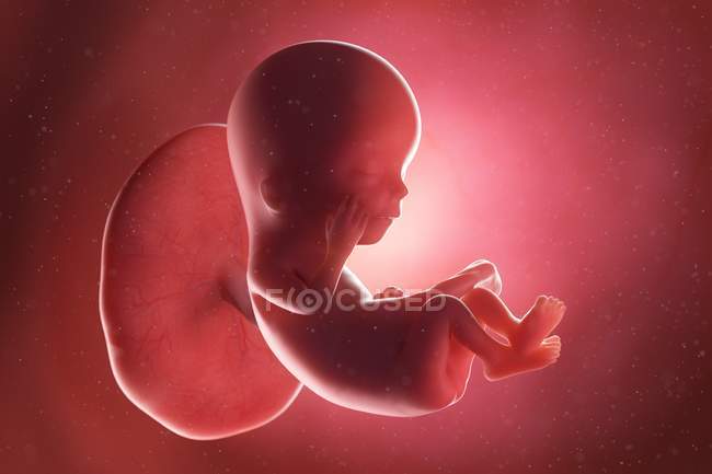Foetus humain à la semaine 12, illustration par ordinateur . — Photo de stock
