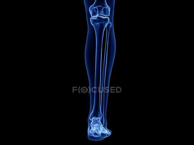 Кости нижней ноги в рентгеновской компьютерной иллюстрации человеческого тела . — стоковое фото