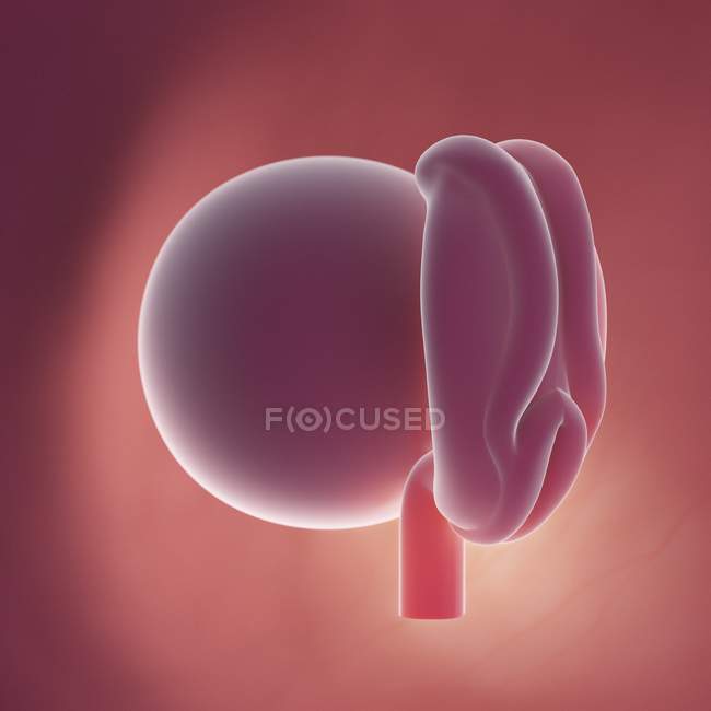 Fœtus humain à la semaine 4, illustration numérique réaliste . — Photo de stock