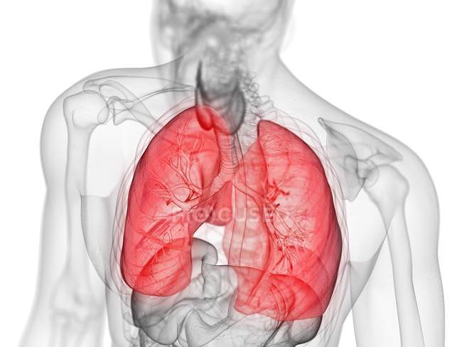 Silueta masculina transparente con pulmones de colores, ilustración por ordenador . - foto de stock