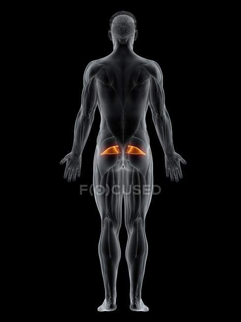 Männlicher Körper mit sichtbarem farbigen Piriformis-Muskel, Computerillustration. — Stockfoto