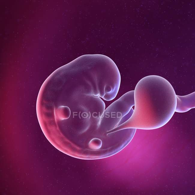 Fœtus humain à la semaine 6, illustration numérique multicolore . — Photo de stock