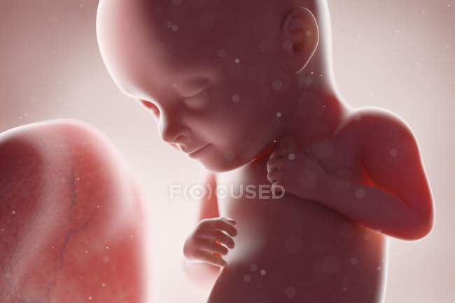 Fœtus humain réaliste à la semaine 32, illustration par ordinateur . — Photo de stock