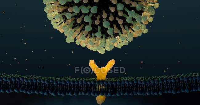 Digital generierte Illustration des Grippevirus, das sich dem Rezeptor auf der Plasmamembran der Zelle nähert. — Stockfoto