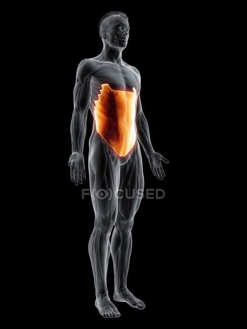 Abstrakte männliche Figur mit detaillierten äußeren Schrägmuskeln, Computerillustration. — Stockfoto