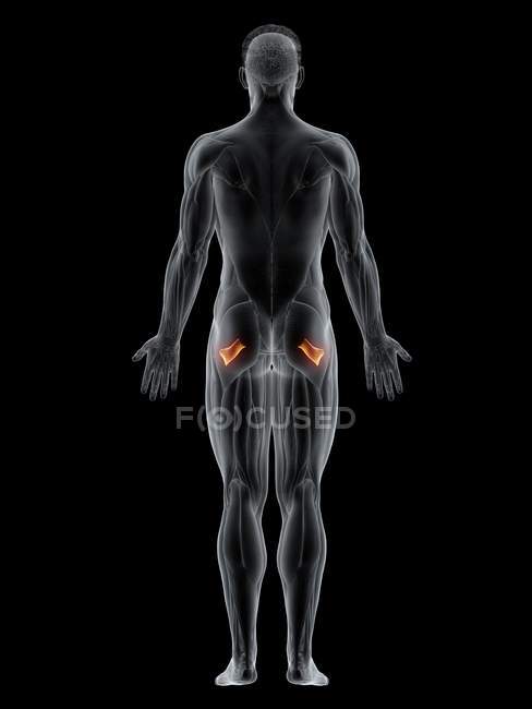 Cuerpo masculino con músculo Quadratus femoris de color visible, ilustración por ordenador
. - foto de stock