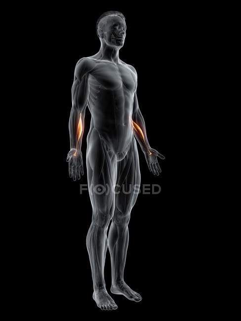 Abstrakte männliche Figur mit detailliertem Flexor carpi radialis Muskel, Computerillustration. — Stockfoto
