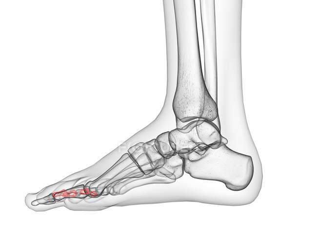 Середні кістки фаланги в рентгенівській комп'ютерній ілюстрації людської ноги . — стокове фото