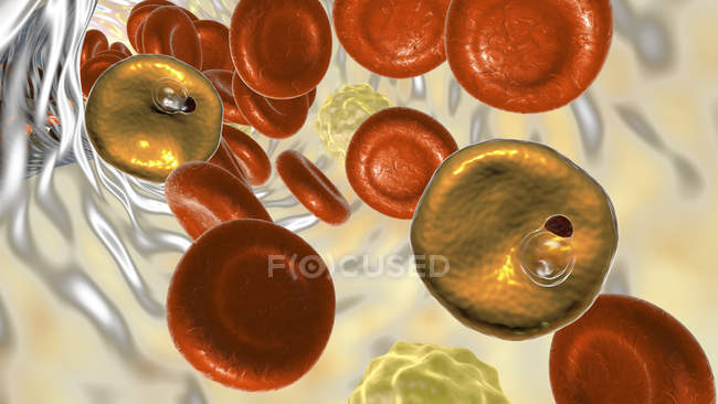 Plasmodium vivax protozoi all'interno del vaso sanguigno, illustrazione digitale . — Foto stock