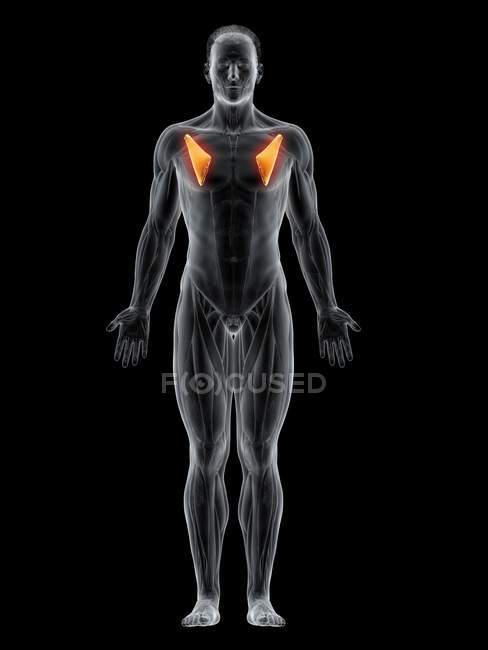 Cuerpo masculino abstracto con músculo menor Pectoralis detallado, ilustración por computadora . - foto de stock