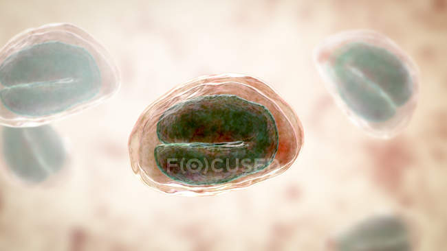 Яйцо энтеробия вермикулярного червя, содержащее личинку червя, возбудитель энтеробиоза, компьютерная иллюстрация . — стоковое фото