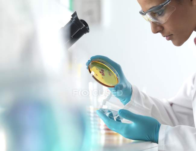 Científica examinando cultivo bacteriano creciendo en placa petri . - foto de stock