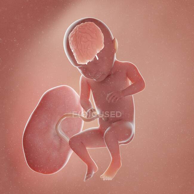 Cerveau foetal, illustration par ordinateur. — Photo de stock