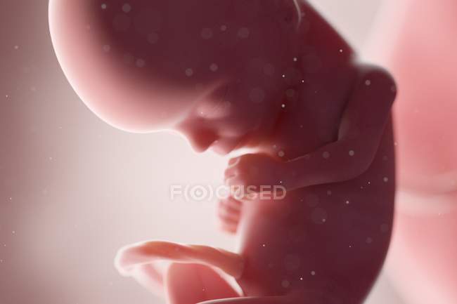 Fœtus humain réaliste à la semaine 15, illustration par ordinateur . — Photo de stock