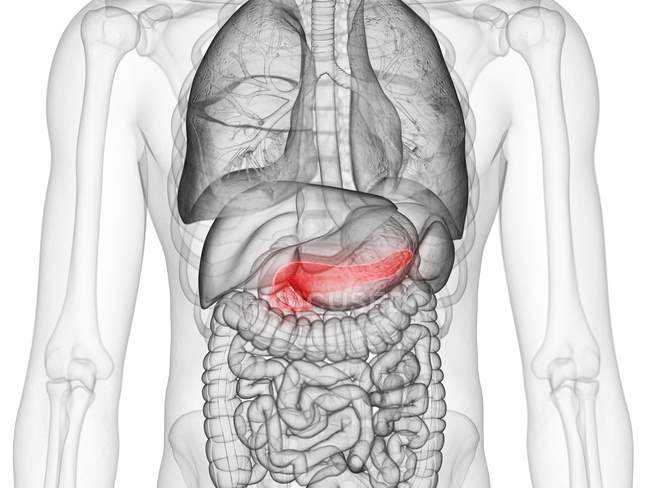 Rot gefärbte Bauchspeicheldrüse im menschlichen Körper des Mannes, digitale Illustration. — Stockfoto