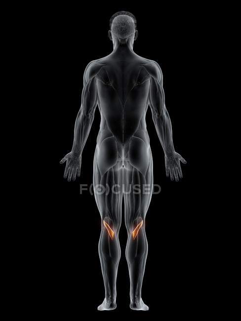 Cuerpo masculino con músculo Popliteus de color visible, ilustración por ordenador . - foto de stock