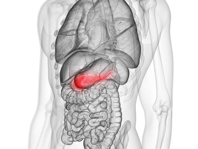 Rot gefärbte Bauchspeicheldrüse im menschlichen Körper des Mannes, digitale Illustration. — Stockfoto