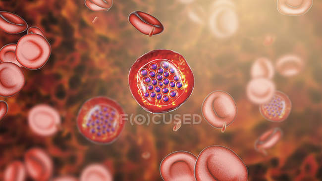 Protozoa Plasmodium falciparum, causative agent of tropical malaria in red blood cells, digital illustration. — Stock Photo