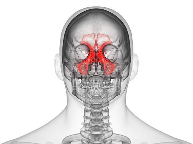 Silhouette masculine transparente avec os de sinus colorés, vue de face, illustration d'ordinateur . — Photo de stock
