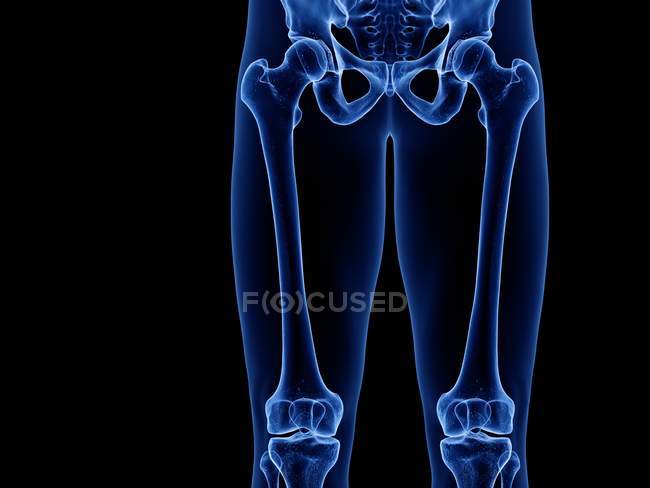 Ossa della parte superiore della gamba nell'illustrazione al computer a raggi X del corpo umano . — Foto stock