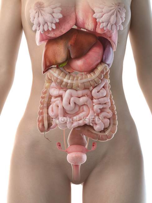 Weibliche anatomische Figur mit detailliertem Verdauungssystem, Computerillustration. — Stockfoto