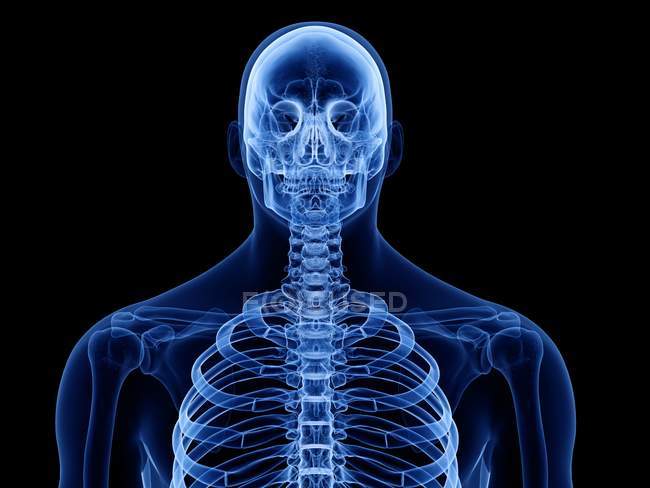 Huesos de la parte superior del cuerpo humano masculino, ilustración digital . - foto de stock