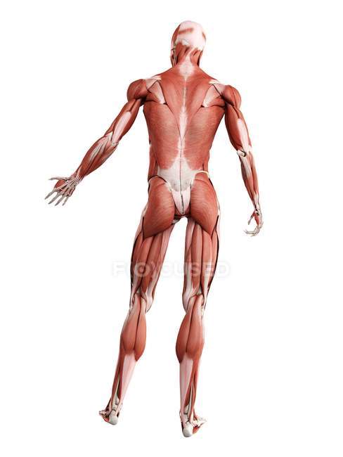 Мужская мускулатура в полный рост, вид сзади, цифровая иллюстрация на белом фоне
. — стоковое фото