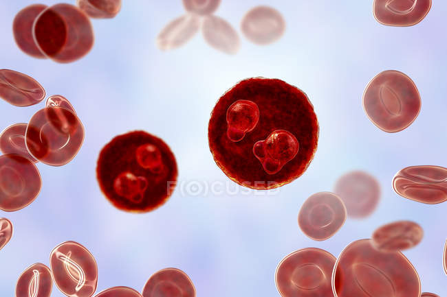 Protozoários Plasmodium falciparum, agente causador da malária tropical nos glóbulos vermelhos, ilustração digital
. — Fotografia de Stock