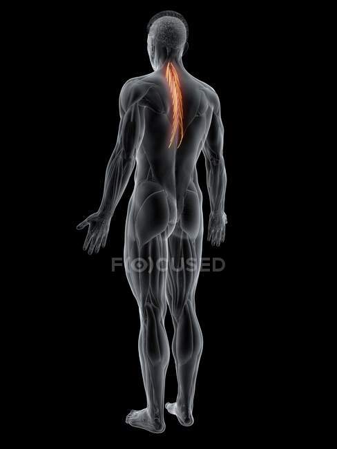 Абстрактна чоловіча фігура з детальним м'язом Semispinalis thoracis, комп'ютерна ілюстрація. — стокове фото