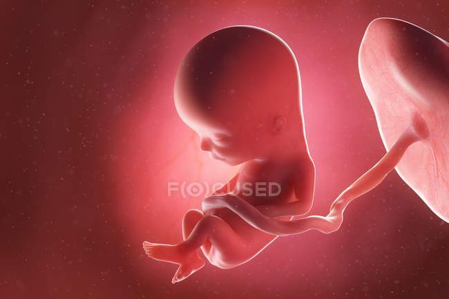 Foetus humain à la semaine 13, illustration par ordinateur . — Photo de stock