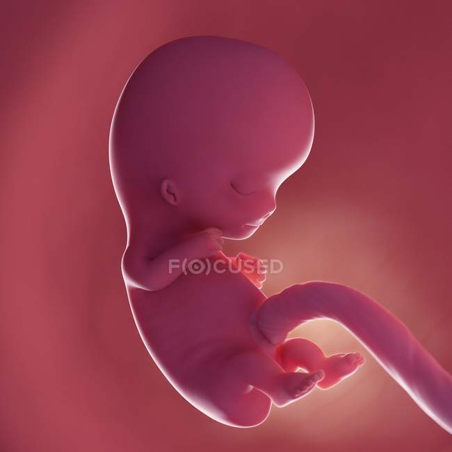 Human fetus at week 9, realistic digital illustration. — Stock Photo