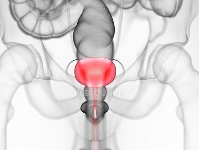 Corpo masculino anatômico com bexiga urinária colorida, ilustração de computador . — Fotografia de Stock