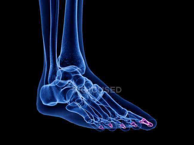 Male skeleton foot with visible distal phalanx, computer illustration. — Stock Photo