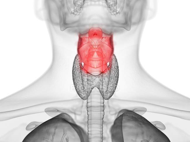 Silhueta masculina transparente com laringe colorida, ilustração do computador . — Fotografia de Stock
